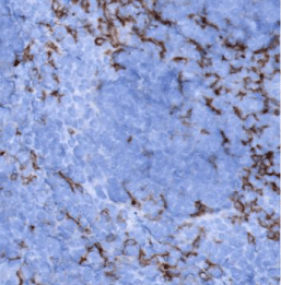 CD11c-IHC-staining-FFPE-mouse-spleen