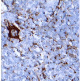 CD49b-IHC-staining-FFPE-mouse-spleen