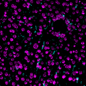Vimentin-Ionpath-MIBI-staining-FFPE-mouse-liver