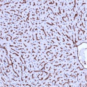 CD31-IHC-staining-FFPE-mouse-liver