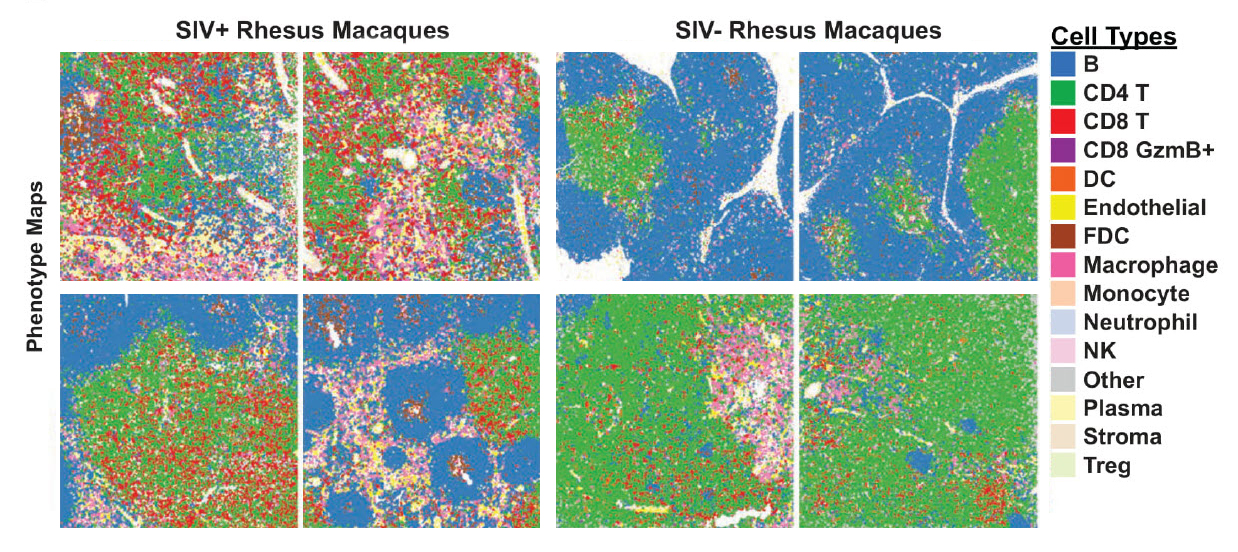 Jiang et al HIV infection model - single cell phenotype landscape