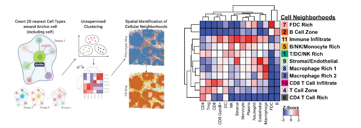 Jiang et al HIV infection model - cell types and cell neighborhoods