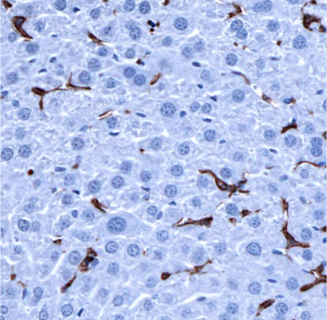 F4-80-IHC-staining-FFPE-mouse-liver