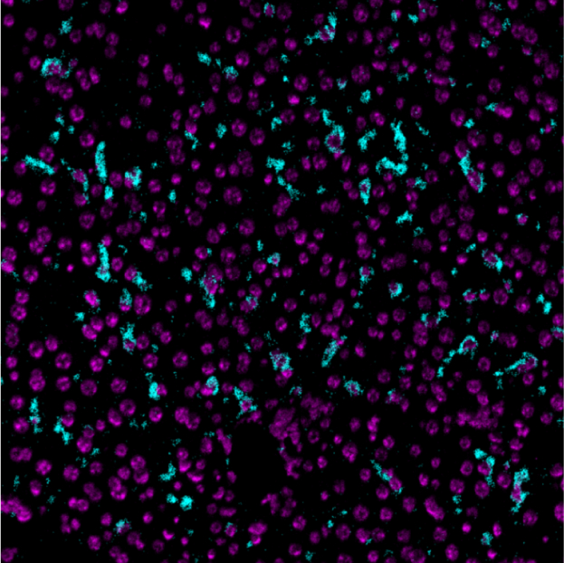 F4-80-Ionpath-MIBI-staining-FFPE-mouse-liver