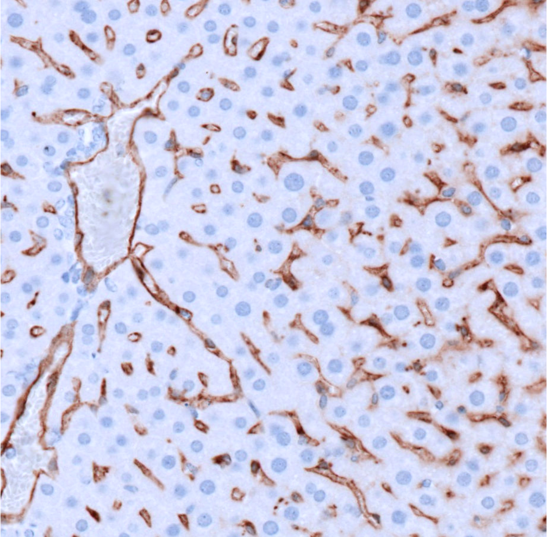 CD206-IHC-staining-FFPE-mouse-liver