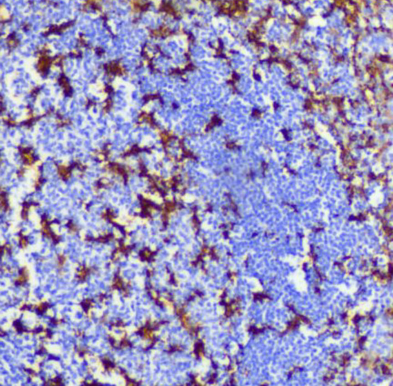 CD11c-IHC-staining-FFPE-mouse-spleen